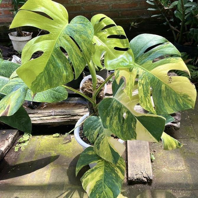Promo Monstera Marmorata Aurea Yellow Variegata Varigated Varigata Real Pict Murah Ekonomis
