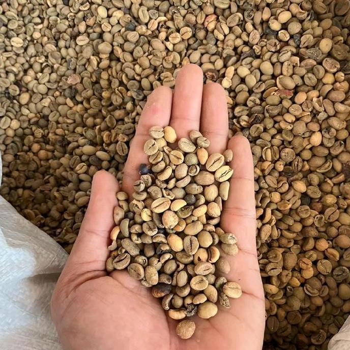 Green Bean Kopi Excelsa 1 Kg