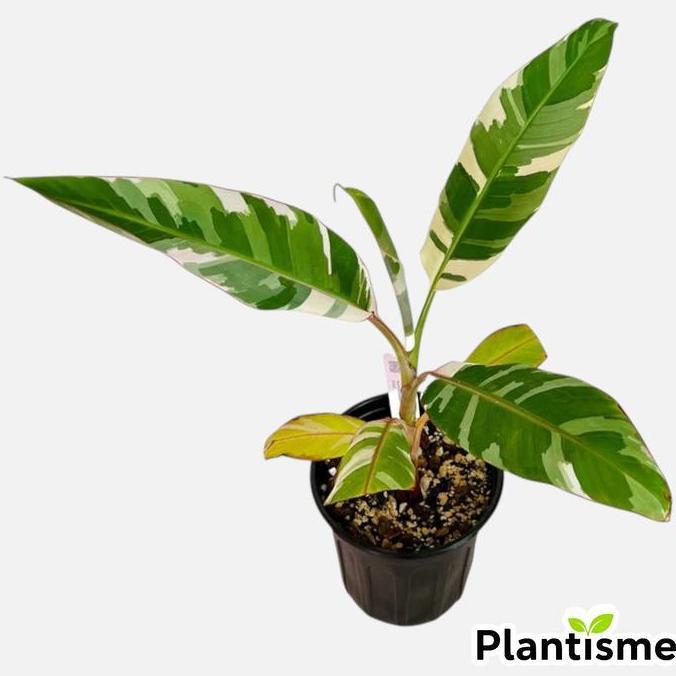 Tanaman Hias - Ae Ae Musa Florida Paradisiaca Variegated Baby Pohon Pisang Varigata Koleksi Langka I