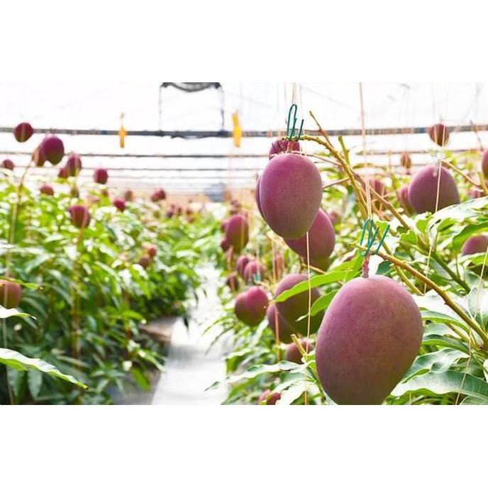 Pohon Mangga Miyazaki berbuah / Pohon mangga Red Miyazaki
