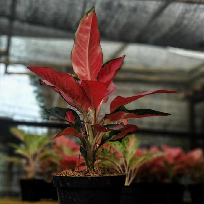 suksom jaipong spesial jumbo