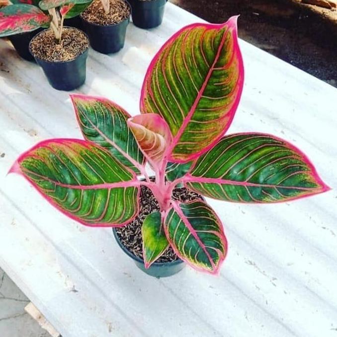 tanaman hias aglonema khanza - aglonema lipstik khanza