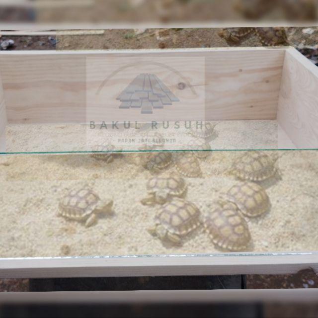 Kandang Kura Kura Box Kura Kura Darat Sulcata Tortois