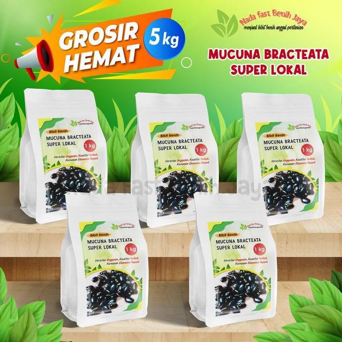 5 KG Bibit Mucuna/benih mucuna bracteata super lokal LCC MB LOKAL (TERBAIK) (TERBARU) (TERMURAH)