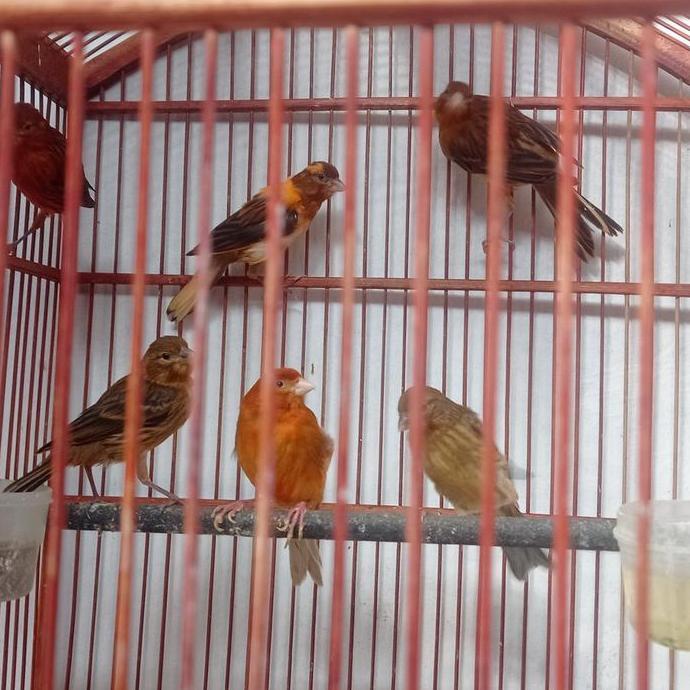 burung kenari merah