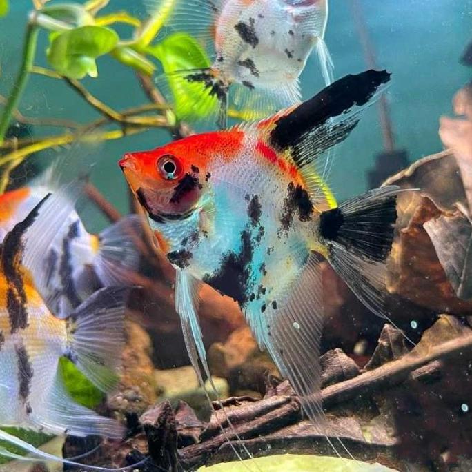 PROMO  IKAN HIAS MANFISH KOI ANGELFISH AIR TAWAR