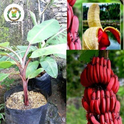bibit pohon pisang merah super MMZ