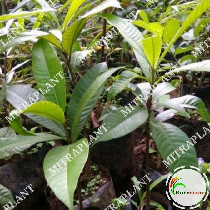 Bibit Pohon Kemang - Tanaman Buah Kemang - Tanaman Buah Langka TERJAMI
