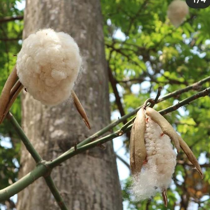 BIBIT TANAMAN KAPUK RANDU CEIBA PENTANDRA TANAMAN KAPAS