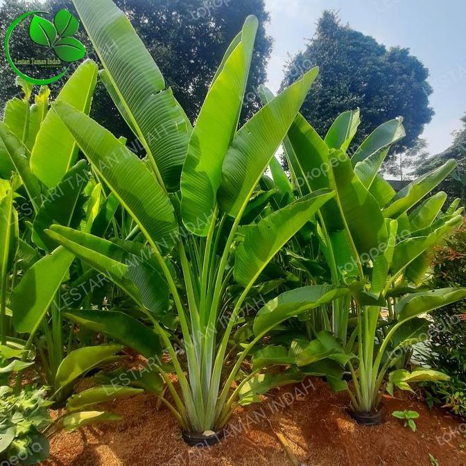 tanaman hias pisang kipas pohon pisang kipas bibit pohon pisang kipas