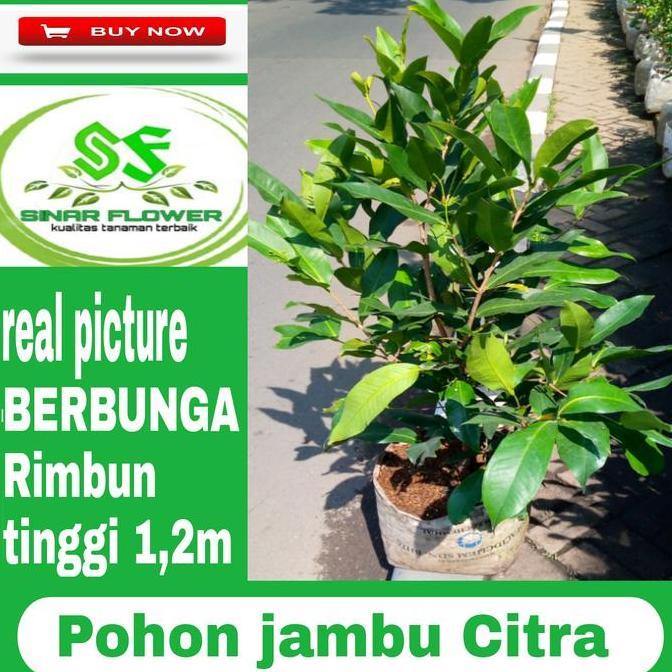 Pohon jambu air citra pohon jambu sudah berbunga