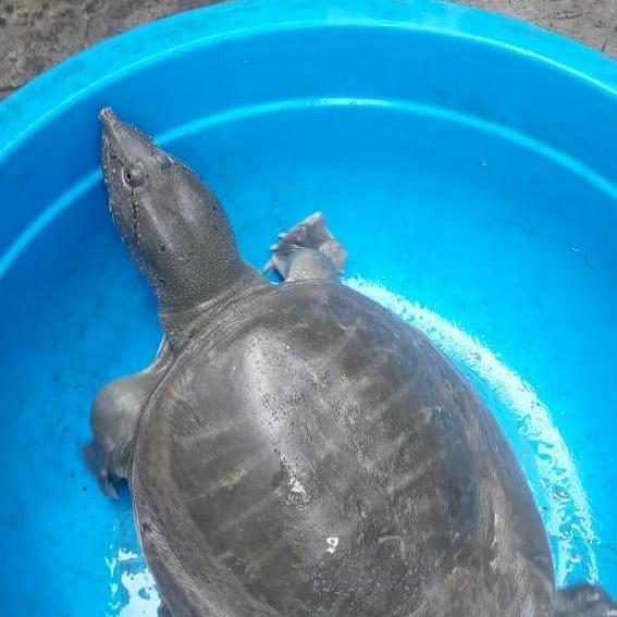 bulus/labi labi hidup 1kg