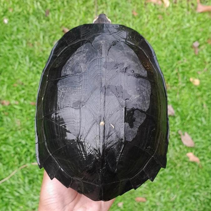 mainan kura pipi putih size indukan