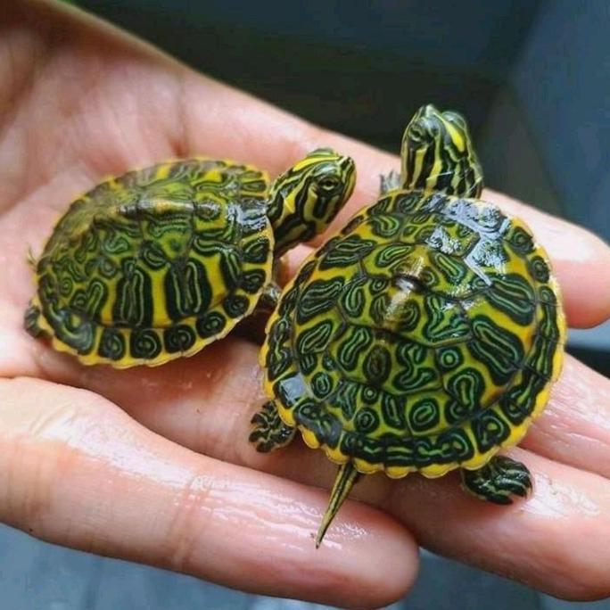 Makanan Pakan Pelet Ikan Kura Kura Red Belly Nelsoni Rbn Turtle Ukuran 3cm Mainan Anak Hiasan Aquari