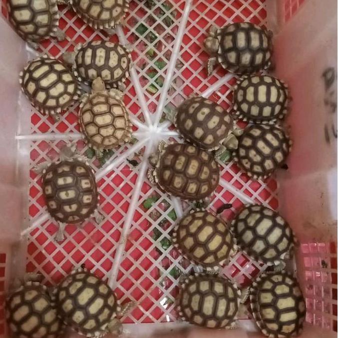 Kura Darat | Sulcata CB Indo UK 6-9 cm | Promo