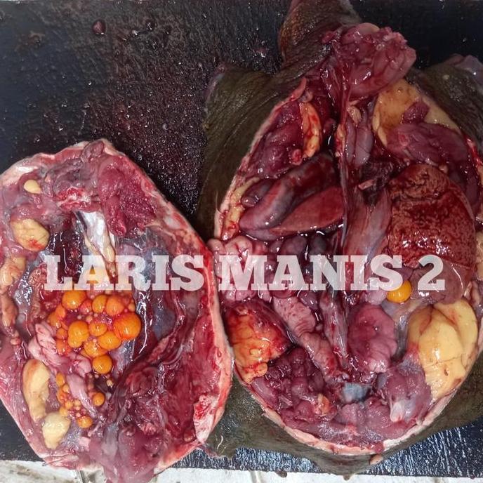 daging pio bulus labi labi 1000gram
