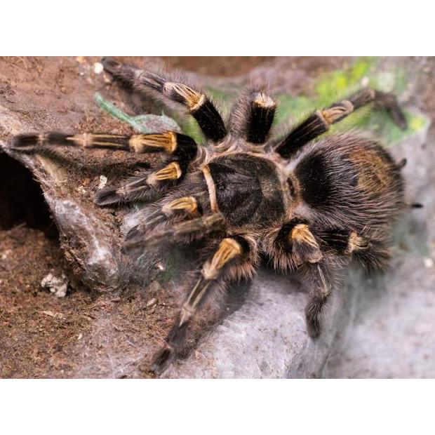 Grammostola Pulchripes Tarantula Action Figure