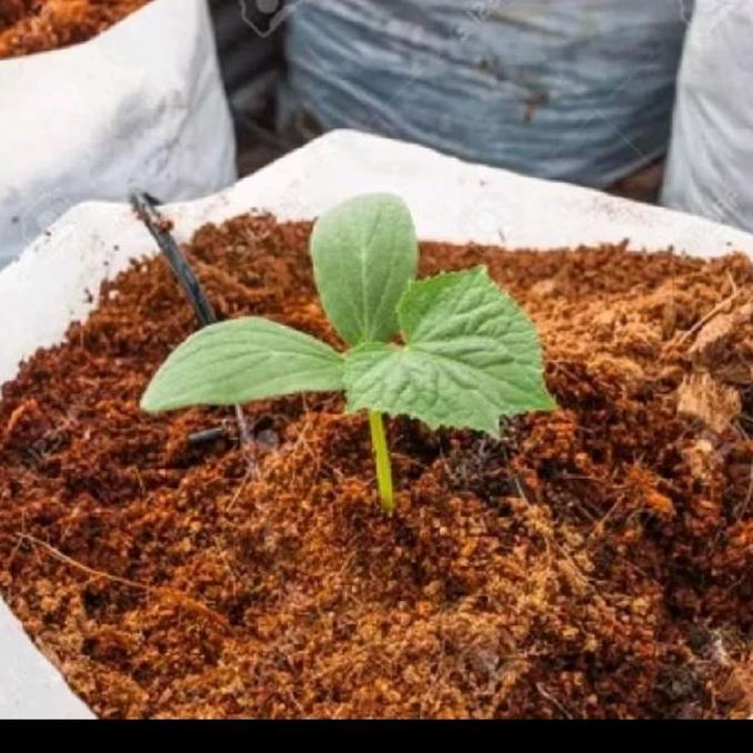 cocopid cocopet media tanam yang penuh nutrisi agar cepat berbuah GEMBUR SUBUR BAGUS UNTUK TANAMAN