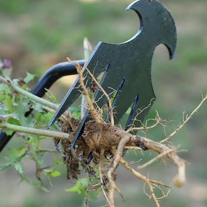 Alat Pencabut Rumput Digunakan Di Rumah Pencabut Rumput Paving