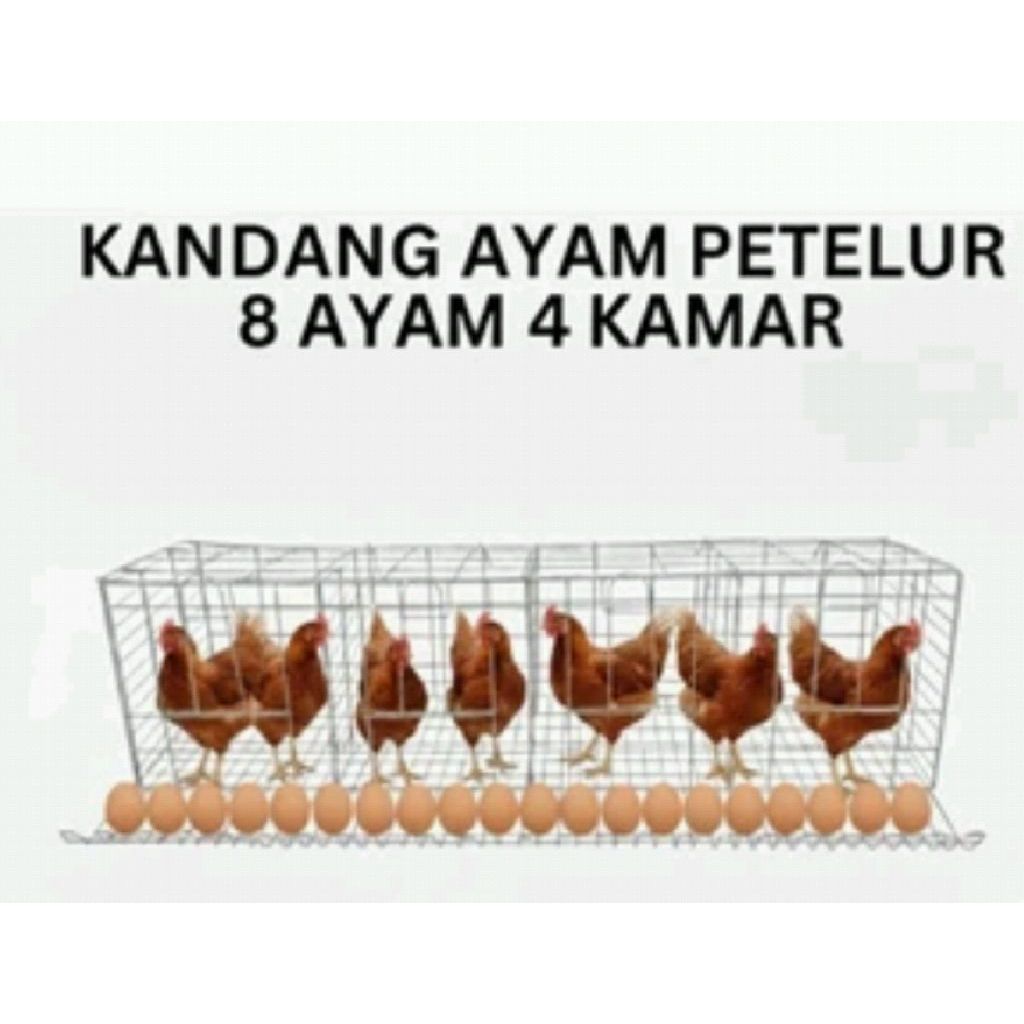 kandang ayam petelur galpanis 4pintu kapasitas 8 ayam