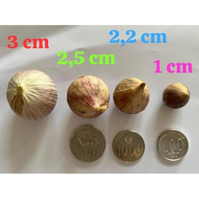 Cod,Bisa- Bawang Putih Tunggal/Bawang Lanang Tunggal Import Jumbo 1Kg