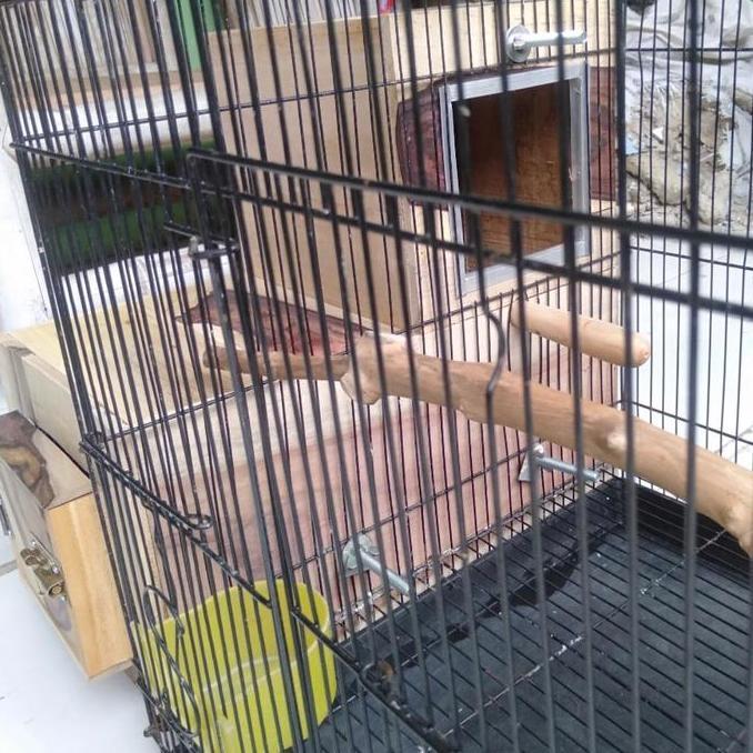 Cod,Bisa- Glodok L Kaca Sangkar Bertelur Burung Paruh Bengkok Small Medium Nuri Conures Monk Indian 