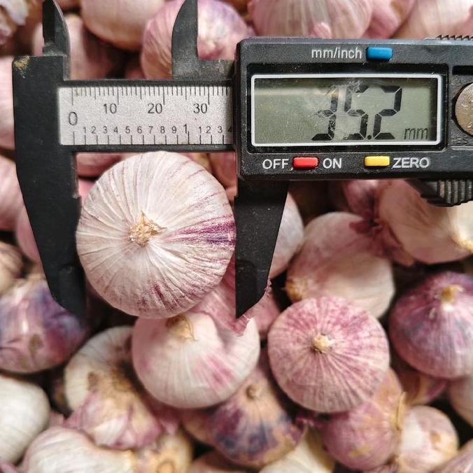 Cod,Bisa- Bawang Putih Tunggal - Lanang Sedang 1 Kg