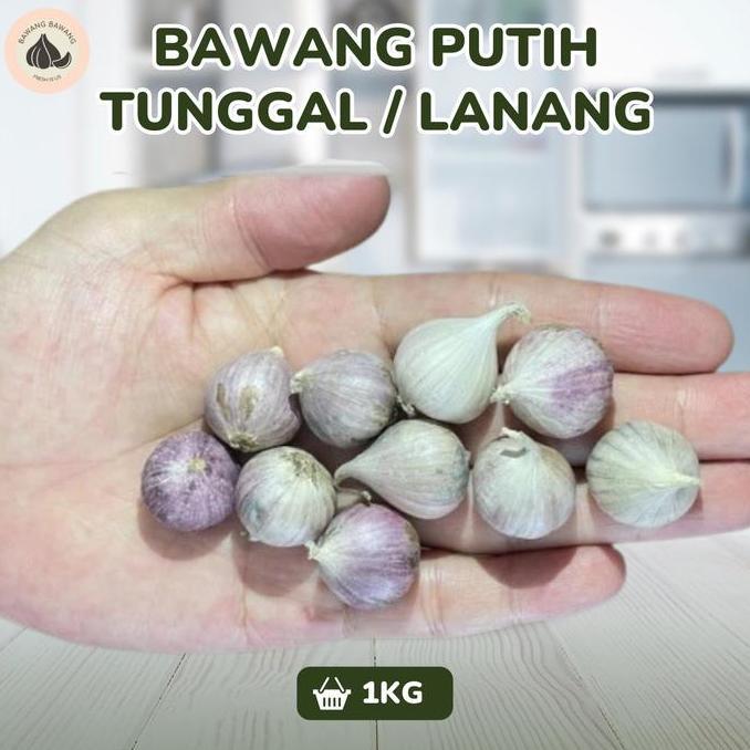 Cod,Bisa- Bawang Putih Tunggal Lanang Jamin Bagus Sedang 1.5 Cm 1Kg