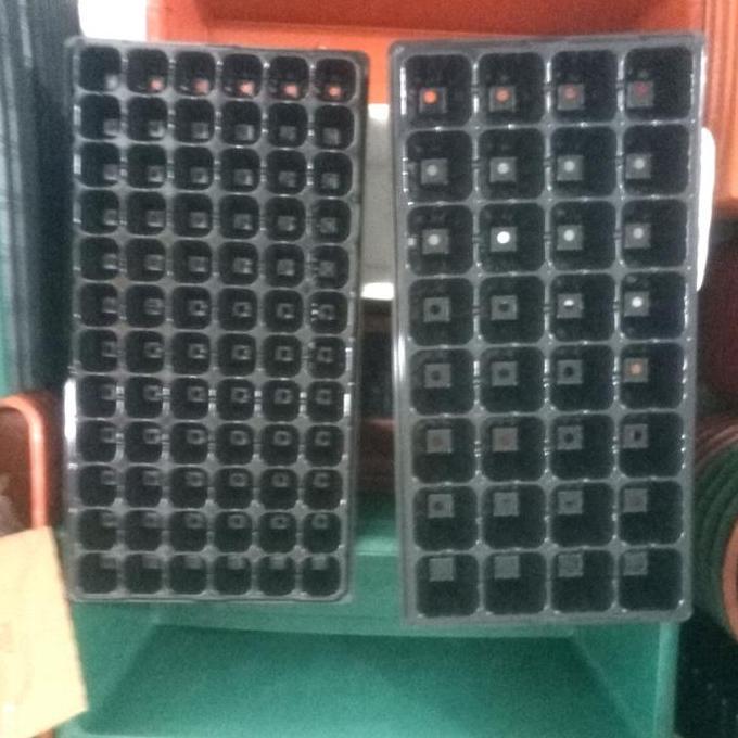 Tray Semai / Nampan Semai Pembibitan 72/32 Lubang Tanam