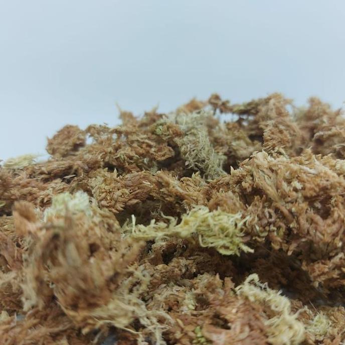 MEDIA TANAM SPHAGNUM MOSS 1 KG