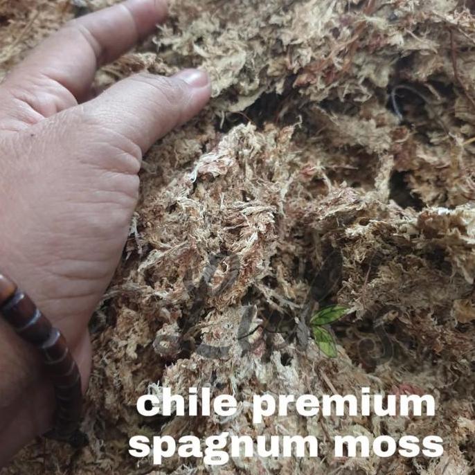 spagnum moss putih - chili moss - moss anggrek - media tanam anggrek