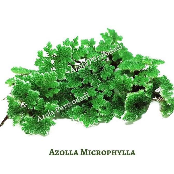 Azolla 500 gram & Pupuk Organik Azolla 500 gram