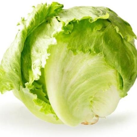 Benih Bibit Selada Bokor / Head Lettuce isi Puluhan Bibit Kemasan Plastik Klip