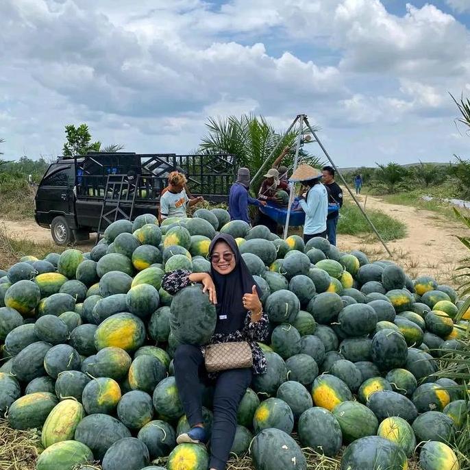 Benih Bibit Semangka Non biji Platinum F1 (Tipe Lonjong Oval, Jumbo dan Tahan Virus) isi 300 Butir -