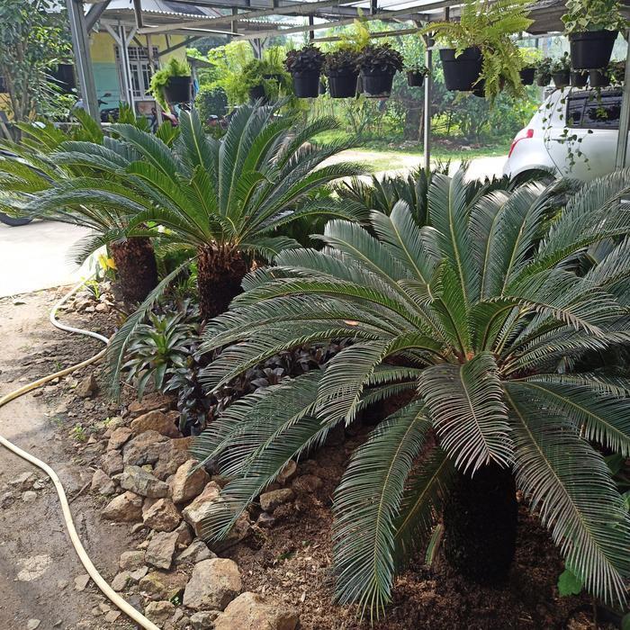 Palem sikas tinggi besar tinggi 80-100cm