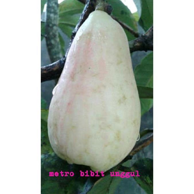 Bibit Buah Jambu Bol Jamaika Putih Super produk laris
