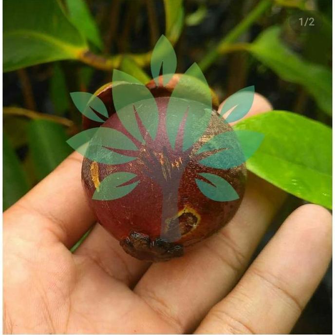 Bibit Tanaman Buah Manggis Sambung/Cangkok-Bibit Manggis EE20 produk laris