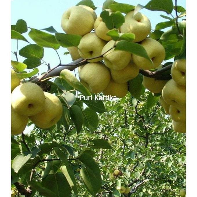 Bibit Pohon Buah Buah Pir Kuning Cangkok produk laris