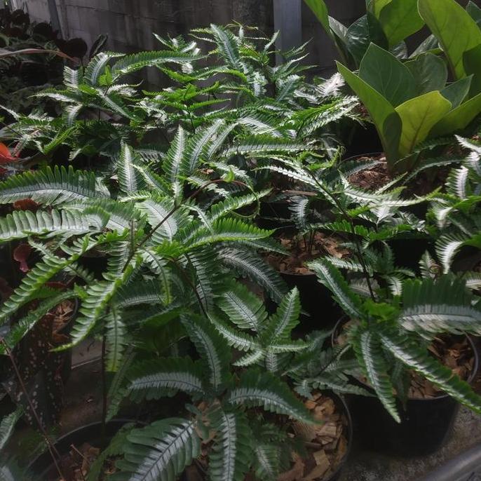 tanaman hias pakis pteris
