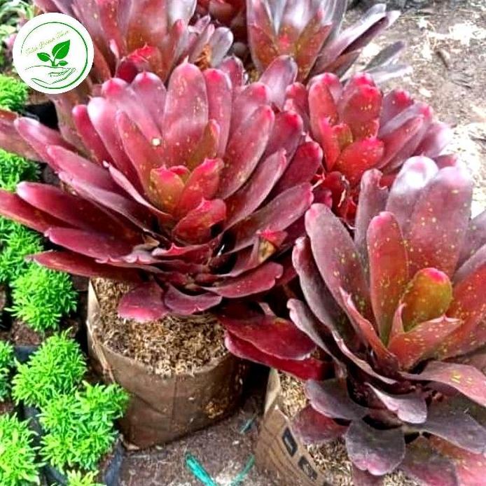 tanaman bromelia merah ukuran besar