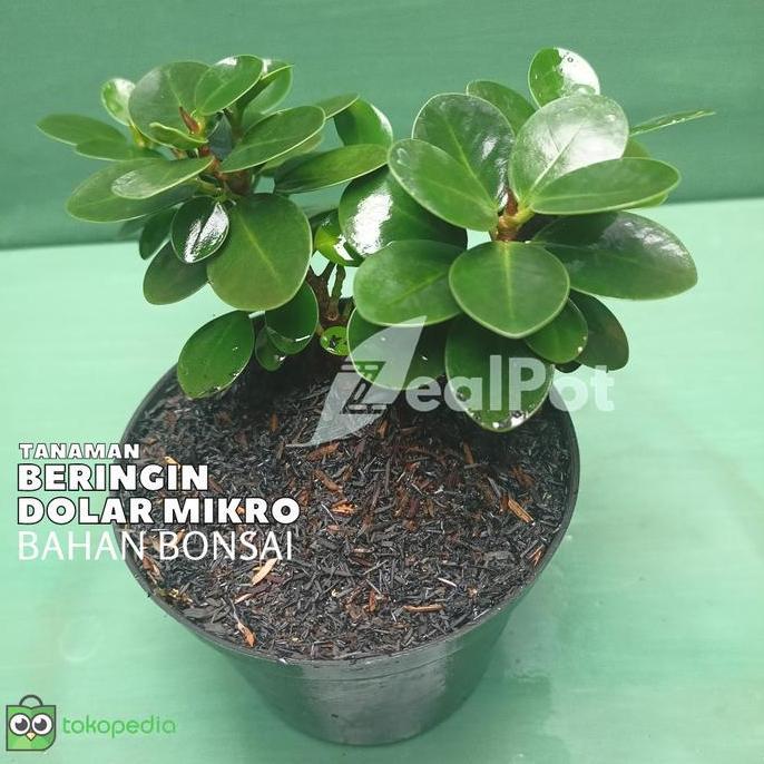 Tanaman Hias Bahan Bonsai Beringin Mangkok - Beringin Korea