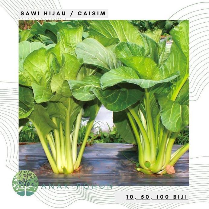 Ready Benih Bibit Biji - Sawi Hijau Manis Puteri / Sawi Bakso / Caisim