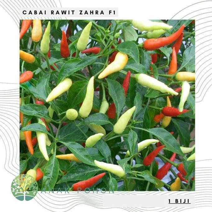 Ready Benih Bibit Biji - Cabai Rawit Zahra F1 Cabe Rawit Tegak Lebat Rasa Sangat Pedas Hibrida Seeds
