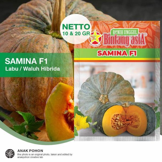 Ready (1 PACK) Benih Labu SAMINA F1 Hibrida Labu Kuning Pulen Seeds - Bintang Asia