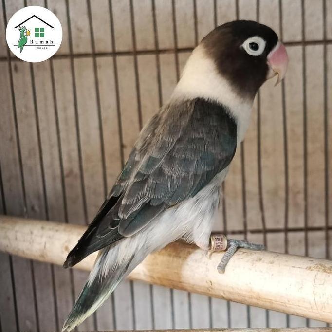 HEMAT BANGET - LOVEBIRD PERSO BIO EWING BLUE ISTIMEWAH LANGKA