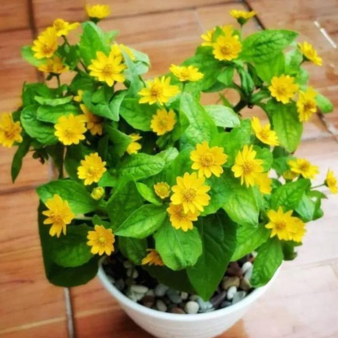 Tanaman hias matahari kecil plus pot putih/bunga matahari kecil