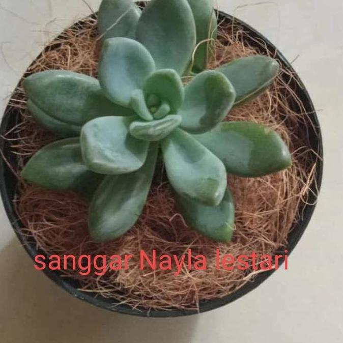 pohon kaktus mini/tanaman hias bunga kaktus mini