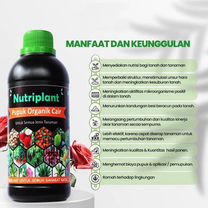 Pupuk Mawar | Pupuk Organik Cair Bunga Mawar | Pupuk Bunga