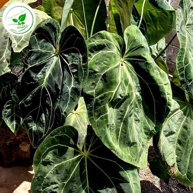 tanaman hias anthurium kuping gajah JUMBO anthurium