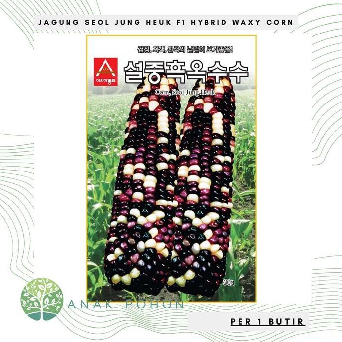 Ready Benih Bibit Biji - Jagung Seol Jung Heuk F1 Hybrid Jagung Ketan Pulut Tricolor Belang Hitam Un